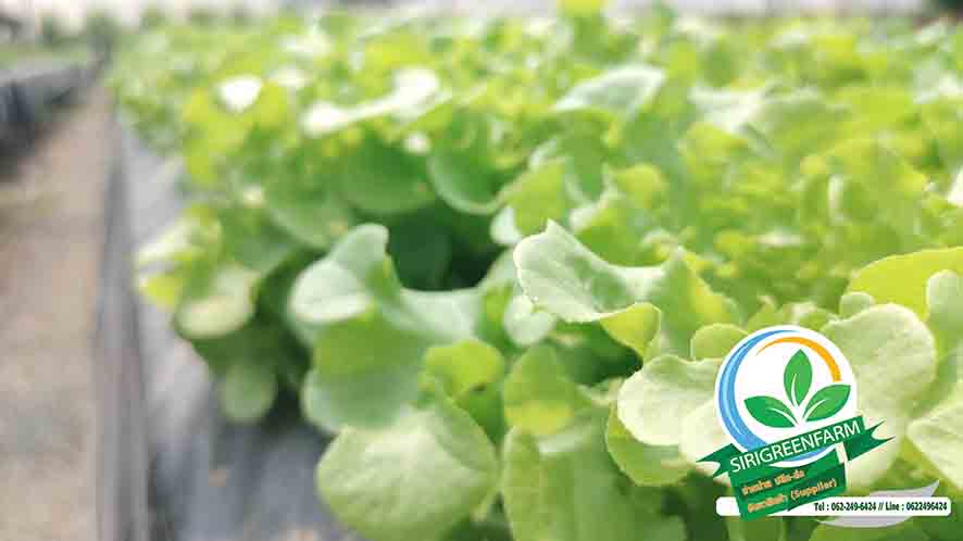 ผักสลัดไฮโดรโปนิกส์, กรีนโอ๊ค, Green Oak, ฟาร์มผักสลัดไฮโดรโปนิกส์, ผักสลัดด่านช้าง, ผักสลัดไฮโดรโปนิกส์พระราม3, ผักสลัดไฮโดรโปนิกส์ได้รับมาตรฐาน GAP, GAP, บริการจัดส่งผักสลัดไฮโดรโปนิกส์