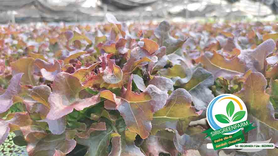 ผักสลัดไฮโดรโปนิกส์, เรดโอ๊ค, Red Oak Lettuce, ฟาร์มผักสลัดไฮโดรโปนิกส์, ผักสลัดด่านช้าง, ผักสลัดไฮโดรโปนิกส์พระราม3, ผักสลัดไฮโดรโปนิกส์ได้รับมาตรฐาน GAP, GAP, บริการจัดส่งผักสลัดไฮโดรโปนิกส์