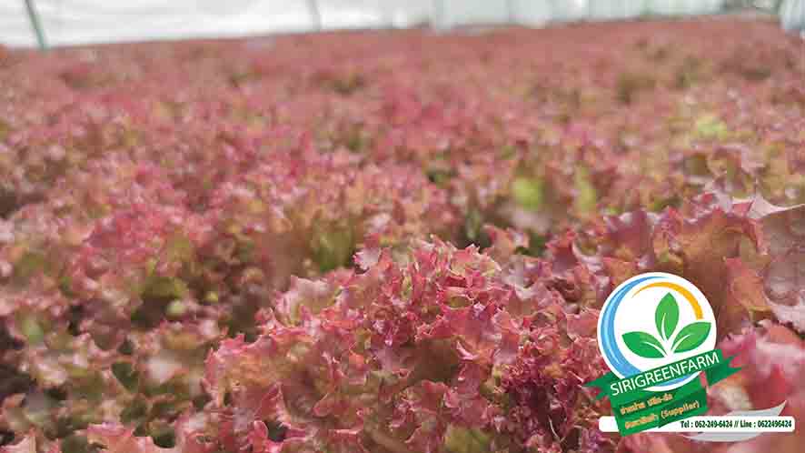 ผักสลัดไฮโดรโปนิกส์, เรดคอรัล, Red Coral Lettuce, ฟาร์มผักสลัดไฮโดรโปนิกส์, ผักสลัดด่านช้าง, ผักสลัดไฮโดรโปนิกส์พระราม3, ผักสลัดไฮโดรโปนิกส์ได้รับมาตรฐาน GAP, GAP, บริการจัดส่งผักสลัดไฮโดรโปนิกส์