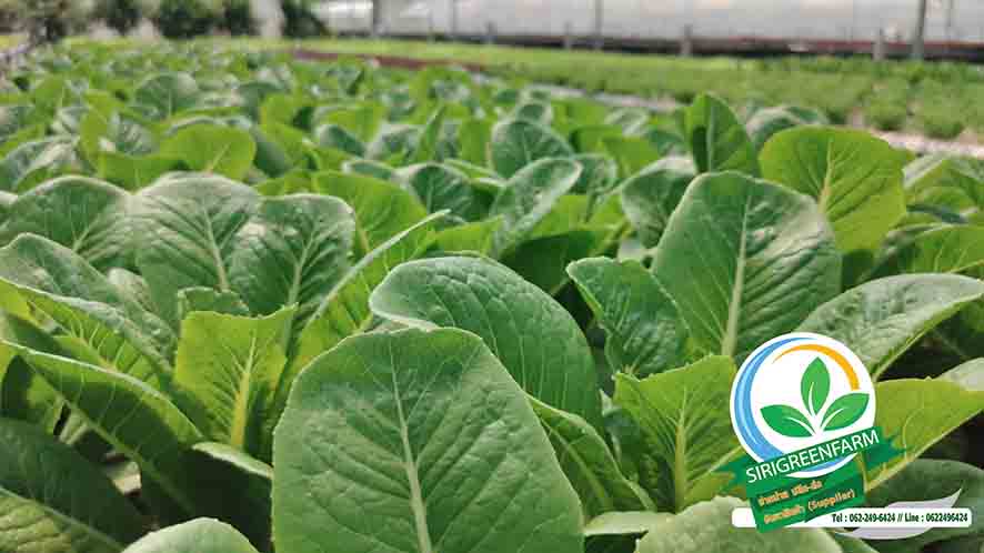 ผักสลัดไฮโดรโปนิกส์, คอส, Cos Lettuce, ฟาร์มผักสลัดไฮโดรโปนิกส์, ผักสลัดด่านช้าง, ผักสลัดไฮโดรโปนิกส์พระราม3, ผักสลัดไฮโดรโปนิกส์ได้รับมาตรฐาน GAP, GAP, บริการจัดส่งผักสลัดไฮโดรโปนิกส์