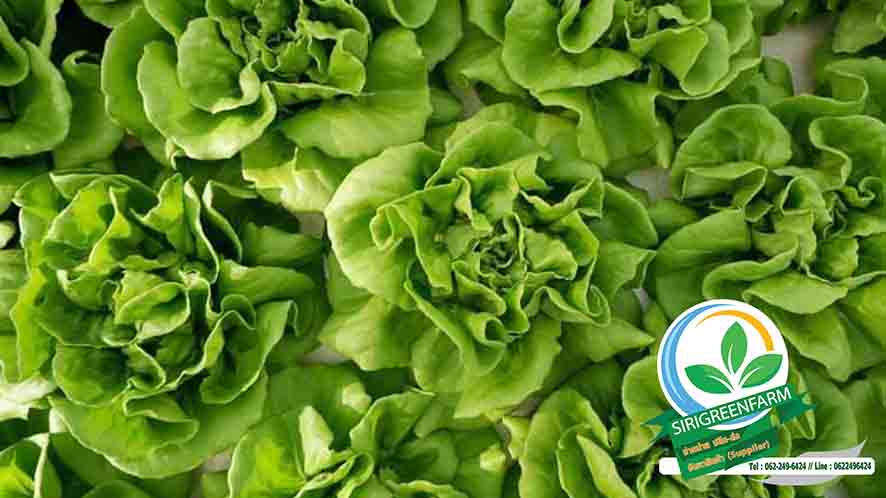 ผักสลัดไฮโดรโปนิกส์, บัตเตอร์เฮด, Green Butterhead, ฟาร์มผักสลัดไฮโดรโปนิกส์, ผักสลัดด่านช้าง, ผักสลัดไฮโดรโปนิกส์พระราม3, ผักสลัดไฮโดรโปนิกส์ได้รับมาตรฐาน GAP, GAP, บริการจัดส่งผักสลัดไฮโดรโปนิกส์